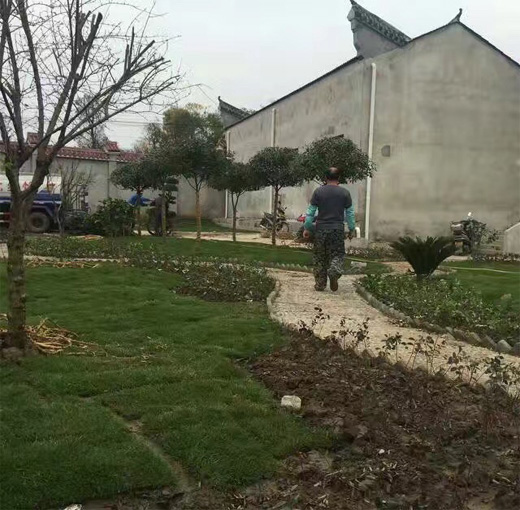 湖北綠怡草坪案例